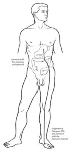 Luo Mai - Bazo Pancreas