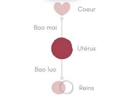 Los vasos colaterales y sus puntos pasaje.